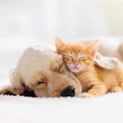 a dog and a cat sleeping next to one anoter